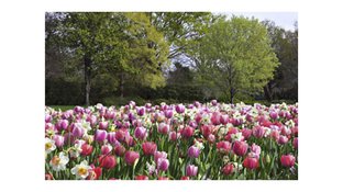 Red, pink, and white tulip field