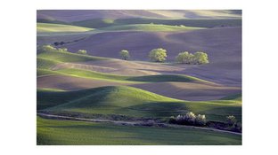Rolling hills with sparse trees
