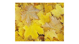 Yellow leaves closeup