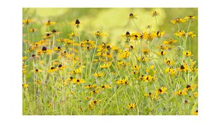 Blackeyed Susan flower field