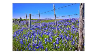 Bluebonnet field