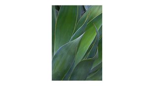 Yucca plant leaves closeup
