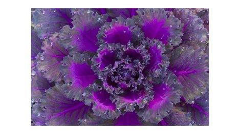 Purple cabbage closeup