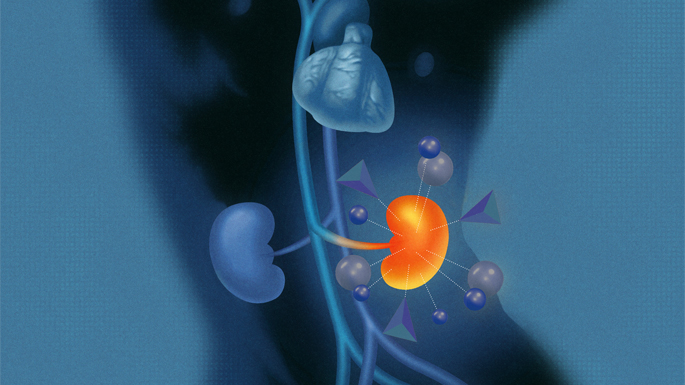 A digital illustration showing kidneys with immune cells surrounding and attacking