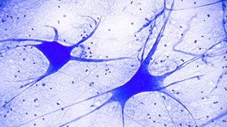 Microscopic view of neurons in blue.