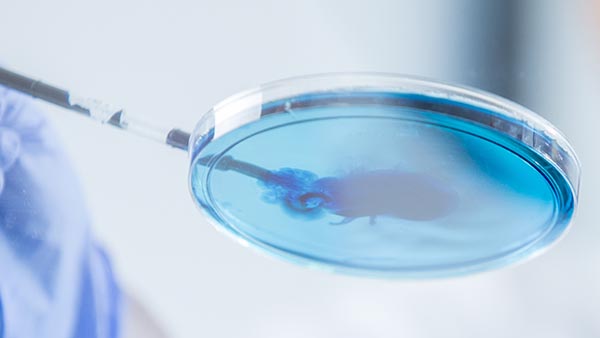 laboratory with a specimen dish