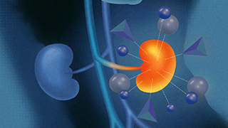 diagram of two kidneys